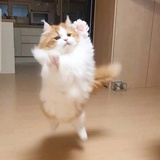 蛋卷
