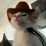 牧羊小猫