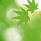 新一