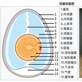 小不点