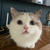 刘一明天见