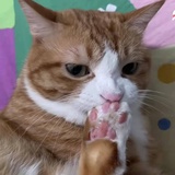 土拨许