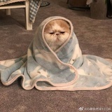 想要猫猫