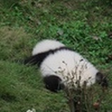 玻璃杯杀手