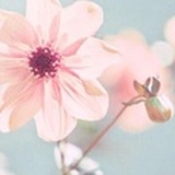 晚茶一夏