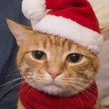 高雅人士晃悠悠