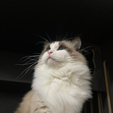 你真好看鸭