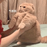 不知道叫什么