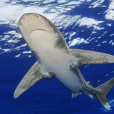 只道天凉好个秋