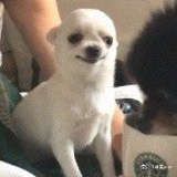 頭头式岛