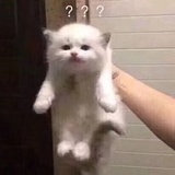 你的小可爱呀🙈