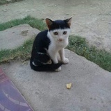 冲绳流浪猫