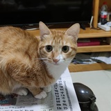 寒风落叶