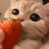 年糕只是小猫咪