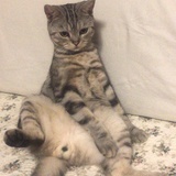 李