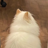 面猫🍞