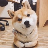 美小杉呀