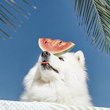 阳光开朗萨摩耶