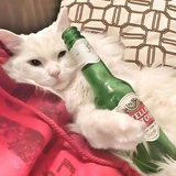 biki是狗不是猪