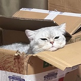 冰可乐🥤