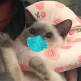 钵钵猪🐷