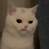 兔子爱吃肉