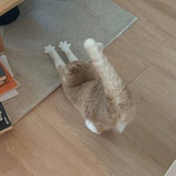 猫楠北