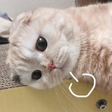嘻嘻嘻