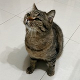 喵喵喵喵呜啊
