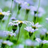 两生花