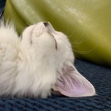 🐈