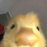 绝版家族小乖