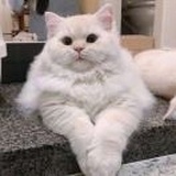 歌莉ʚ😇ɞ