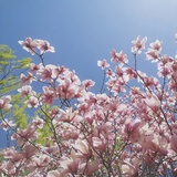 summercream