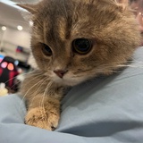 虾仁不眨眼