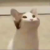 CelloFox小豪