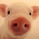 猪猪那么可爱