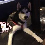 狂奔的波比