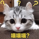 小猫咪也头秃