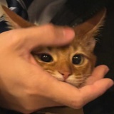 临棠🦩