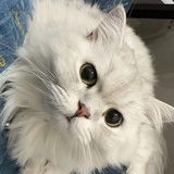 慢慢和吞吞