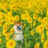十月一