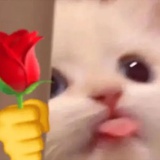 ✌