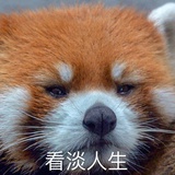 小熊猫干脆面