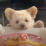 老婆踹我🐕