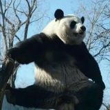 萌兰天下第一！