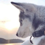 狐狸钱袋空空的