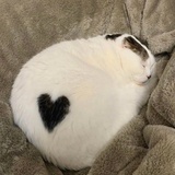 ;
