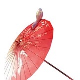 夏日星空楝