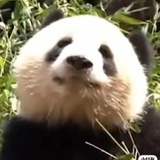 奇迹小汪